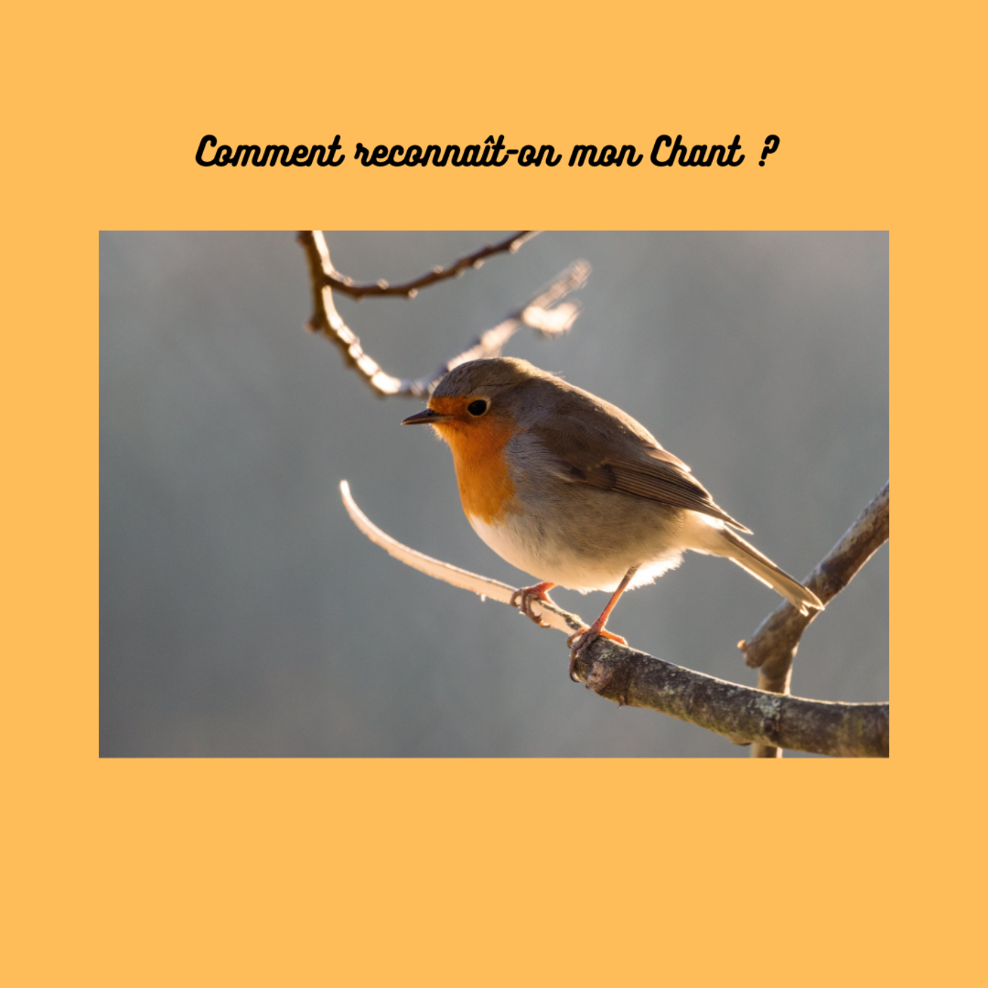 Dis moi comment tu chantes, je te dirais qui tu es ! episode artwork