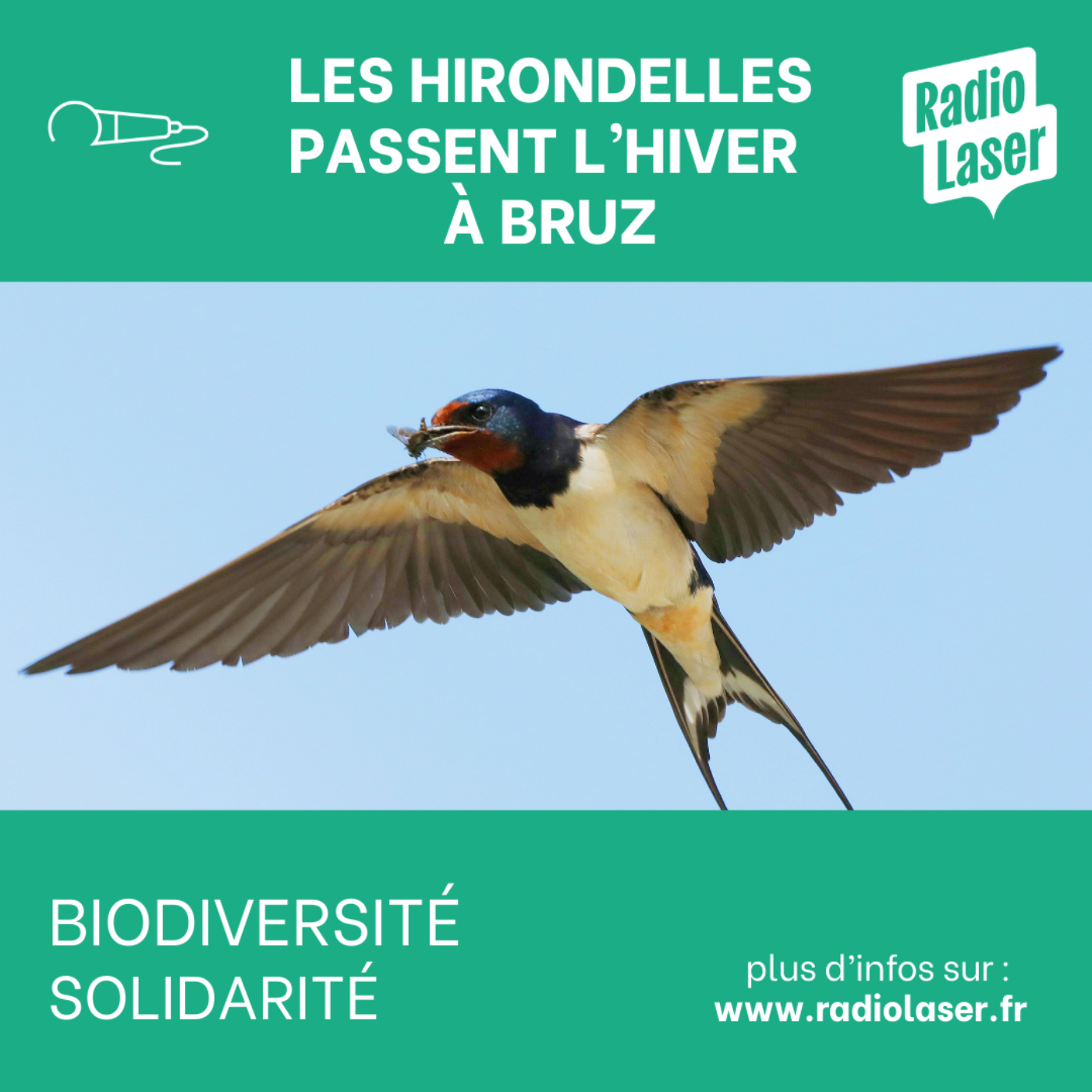 Aidez les oiseaux à passer l'hiver à Bruz episode artwork